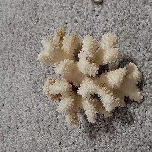 Natural White Cauliflower Sea Coral